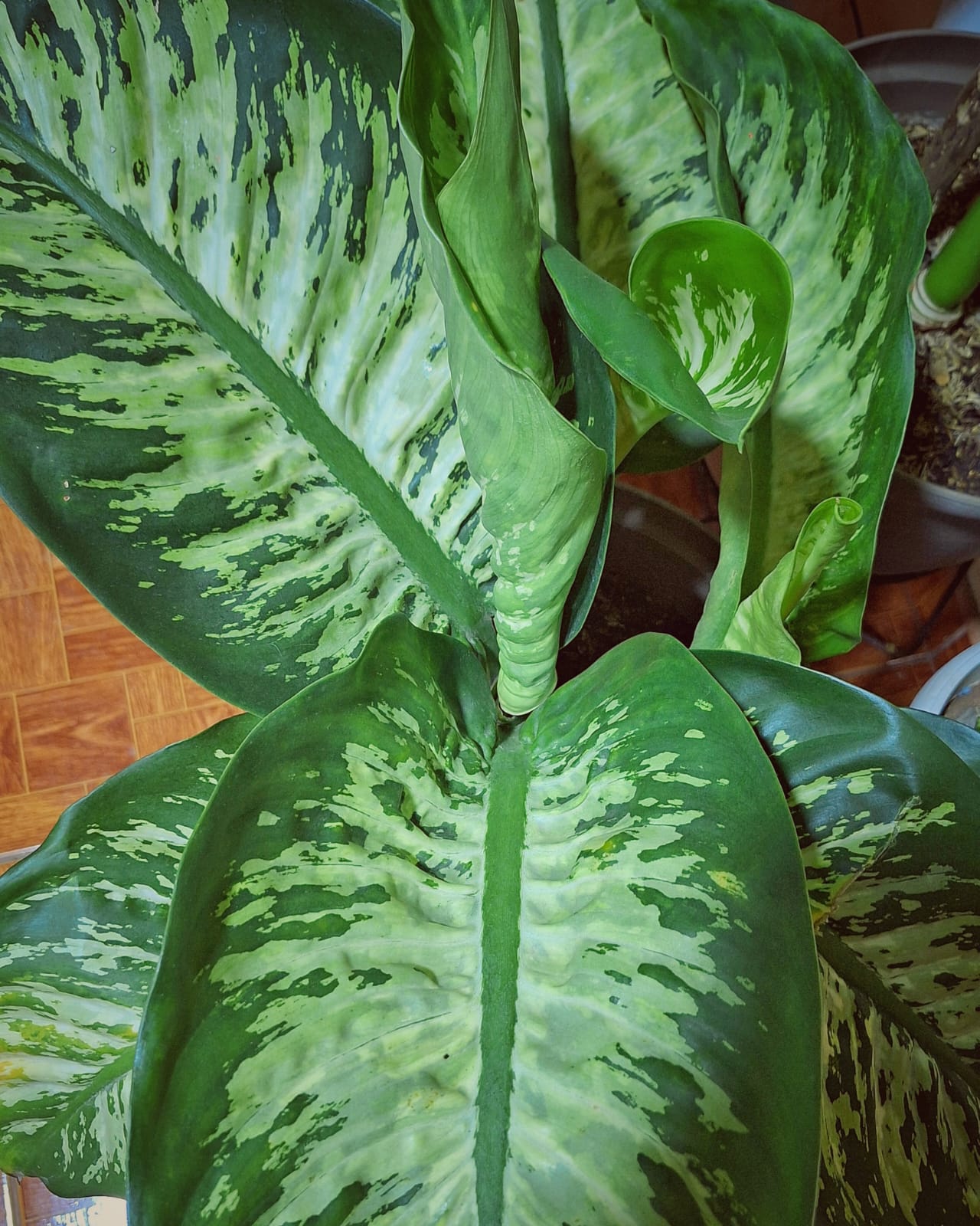 Dieffenbachia