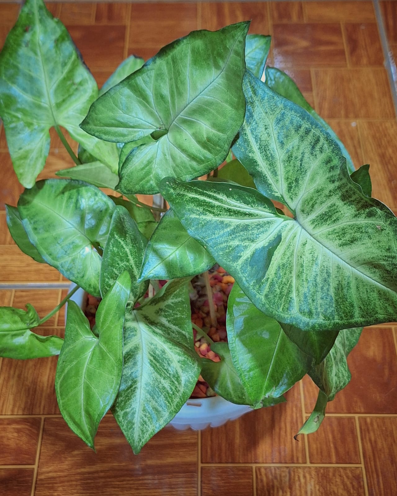 Syngonium